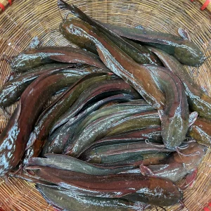 দেশি মাগুর (১০ থেকে ১২ পিসে কেজি সাইজ)