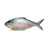 ইলিশ মাছ