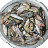 বিলের_দেশি_মাছ